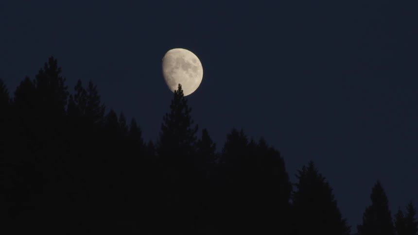 The waning gibbous moon over a forest at night