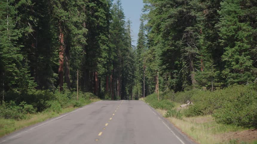 A road surrounded by tall pine trees and shrubs