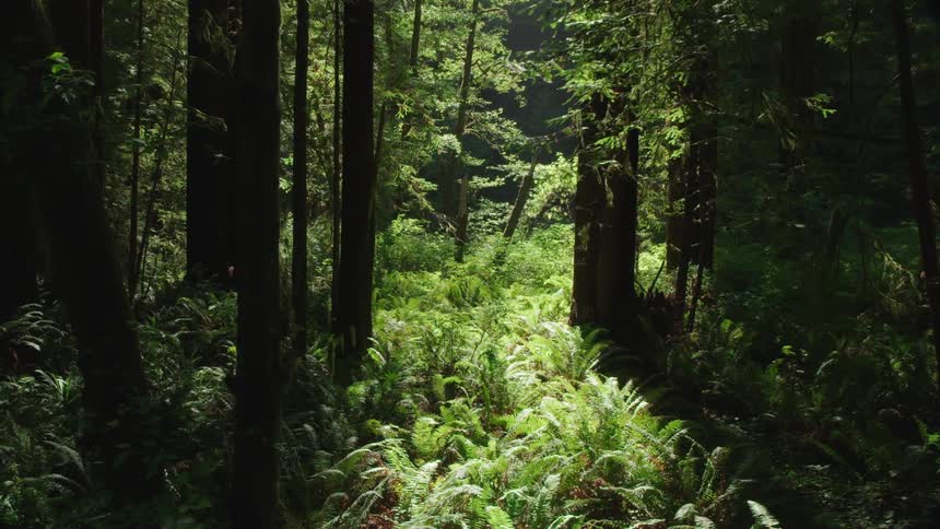 Trees and plants in a forest