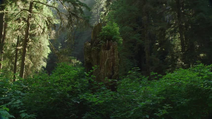 A broken tree is on the side of the forest