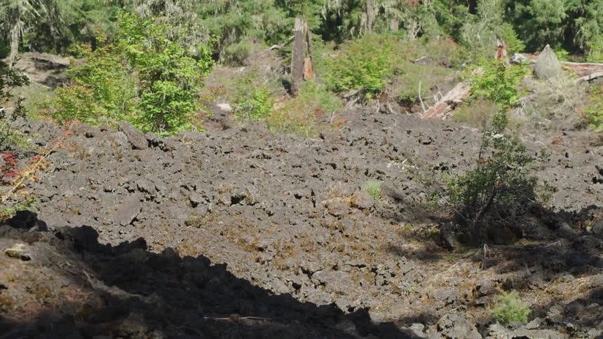 A rocky hill with plants and trees