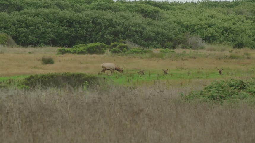 Deer walking and lying down in a field