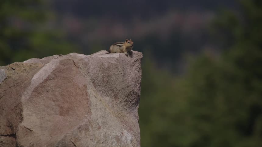 Squirrel resting on a rock in the forest
