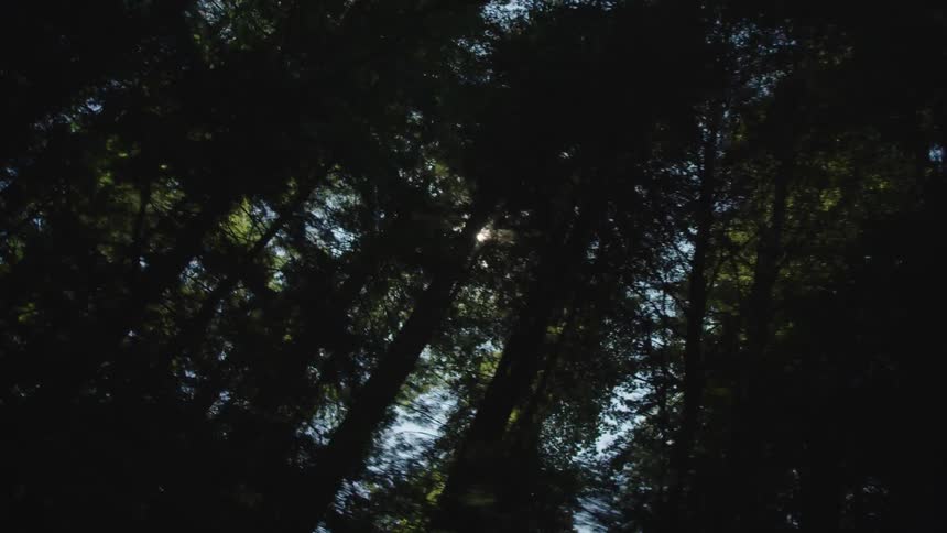 Trees in the forest with the sun peeking through the leaves