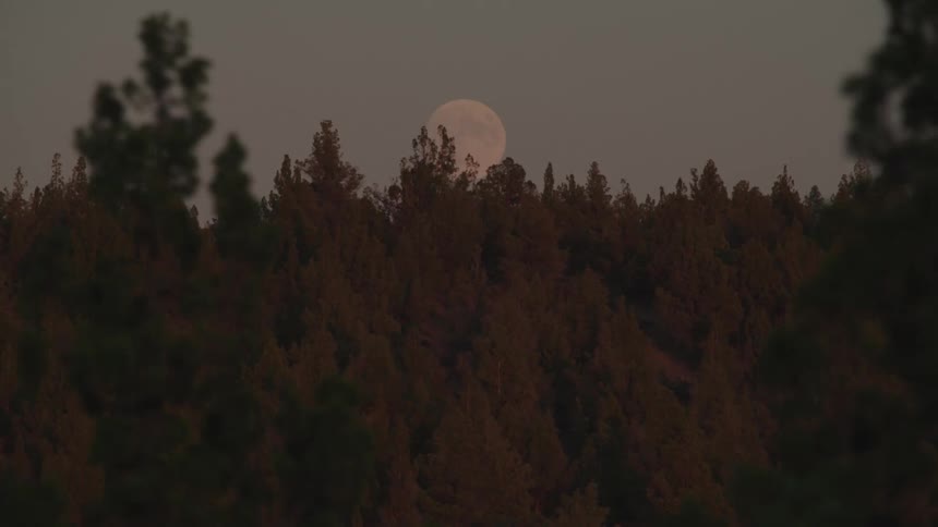 Moon above pine forest