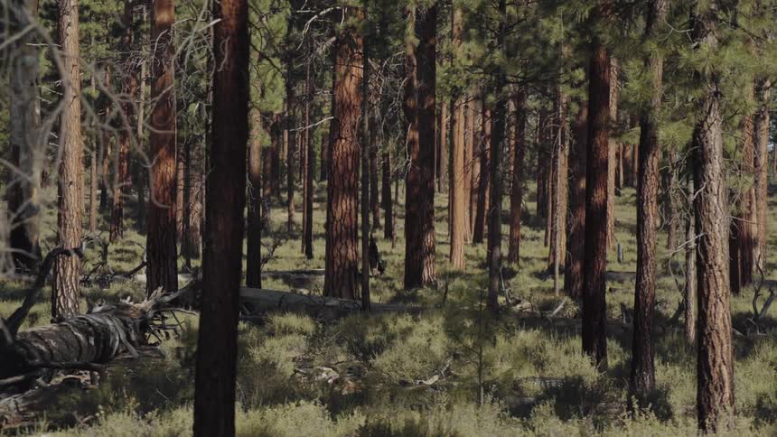 Pine tree forest at day