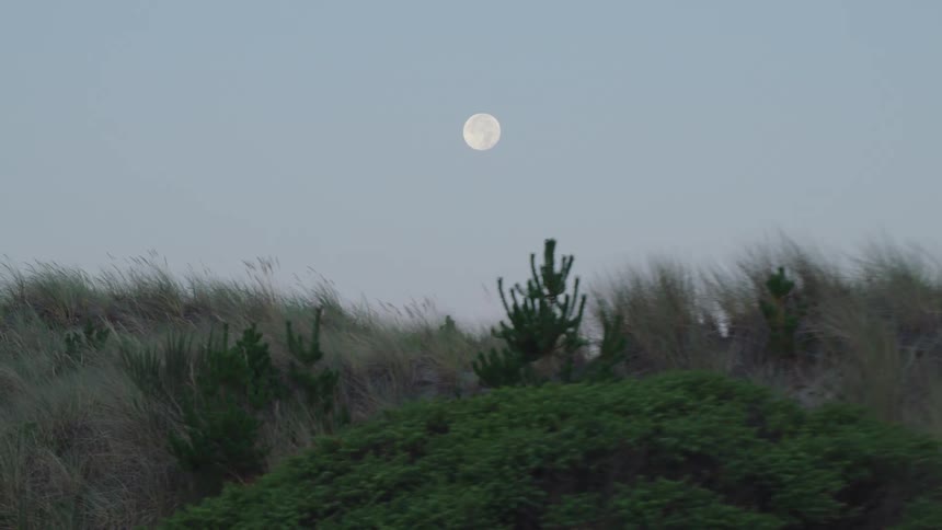 A grassy hill with trees with the moon in the sky in the background