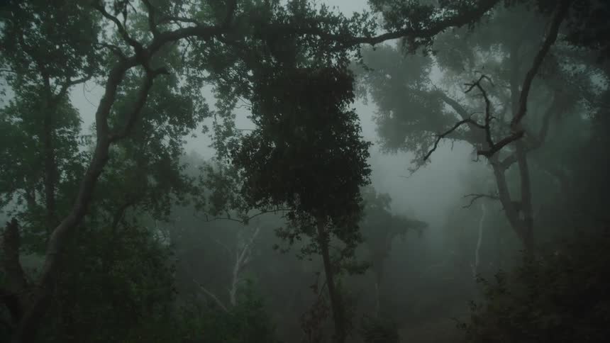 Dense scary forest covered in fog at dusk