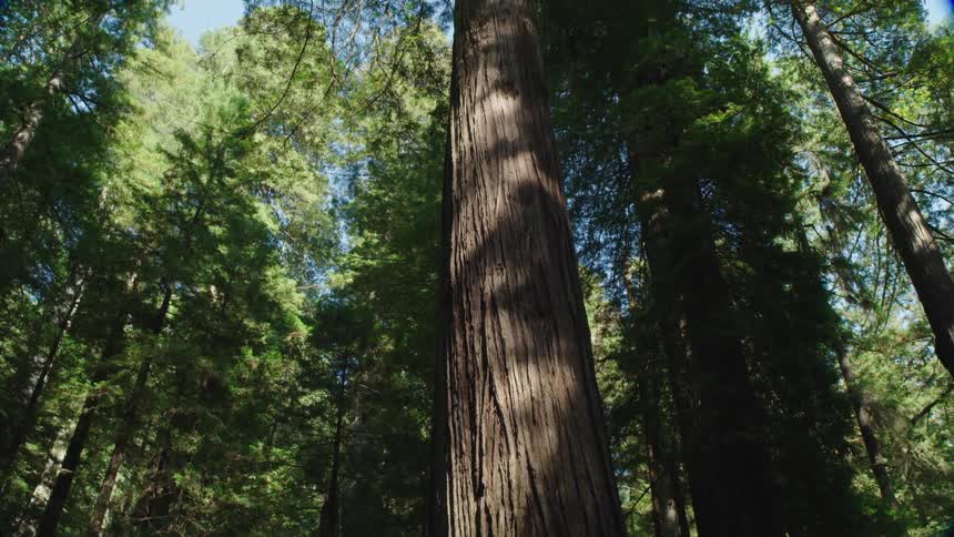 Trees in a forest