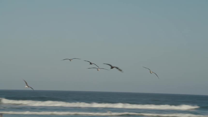 Birds flying over the beach