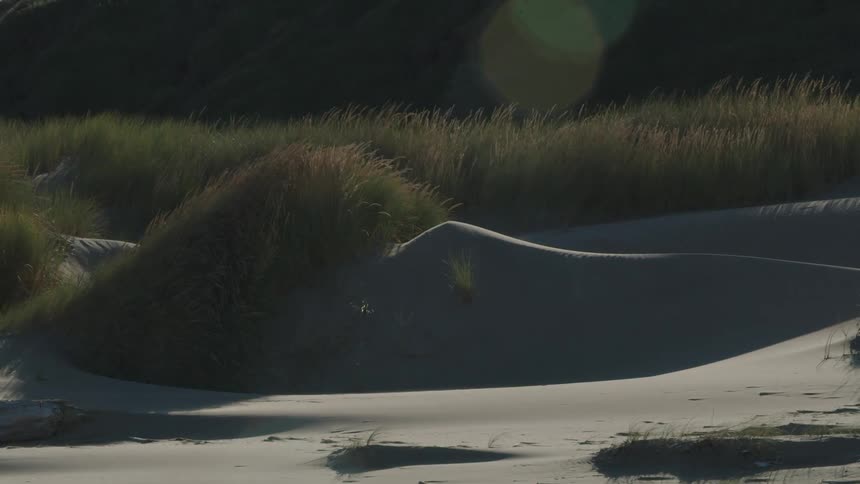 Weeds grow near the sand at the beach