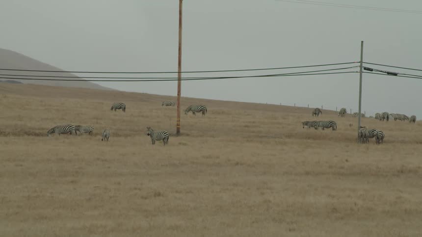 Herd of zebras grazing in wide open pasture