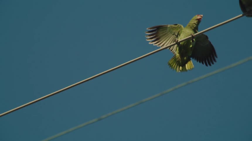 Parrot perches on the rope on a sunny day