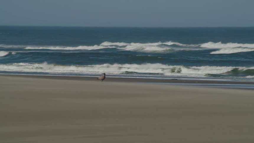 Seagull standing on the sands of a beach next to the ocean