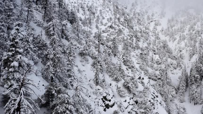 A snow covered forest