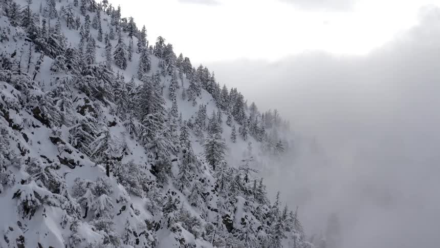 Snow and trees are covering the mountains