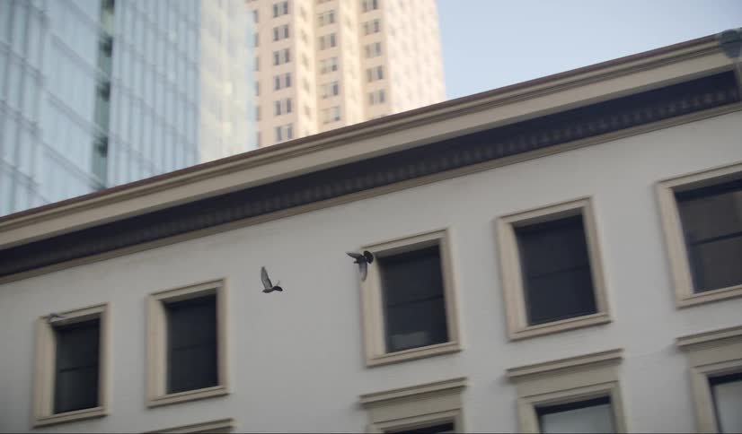 Birds flying around buildings