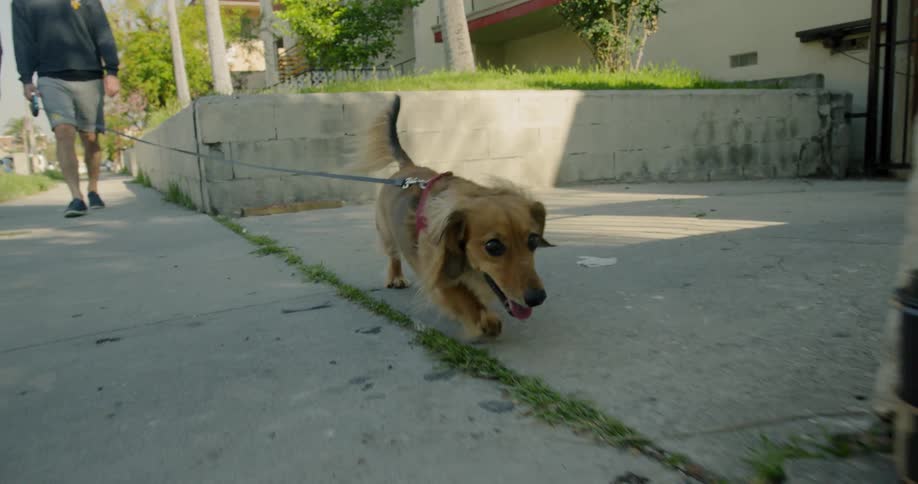 Couple wearing face masks walk their dachshund along the sidewalk