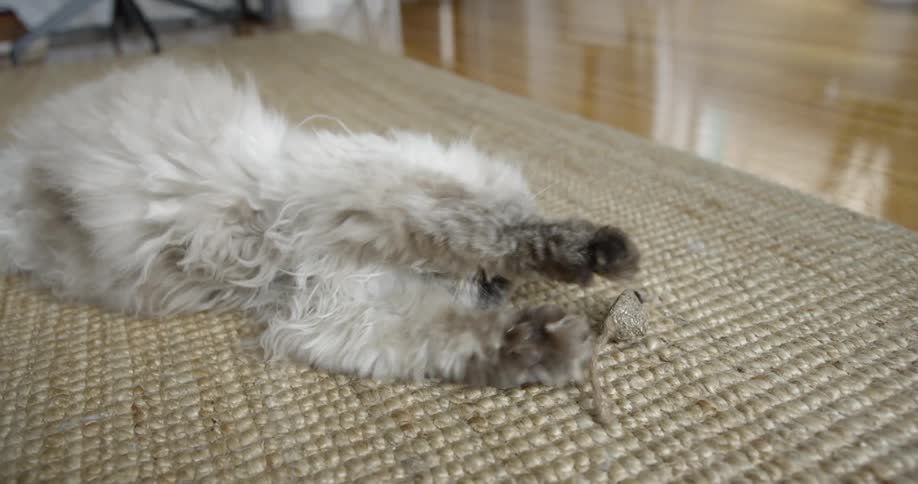 Cat plays with toy mouse on the floor in the living room