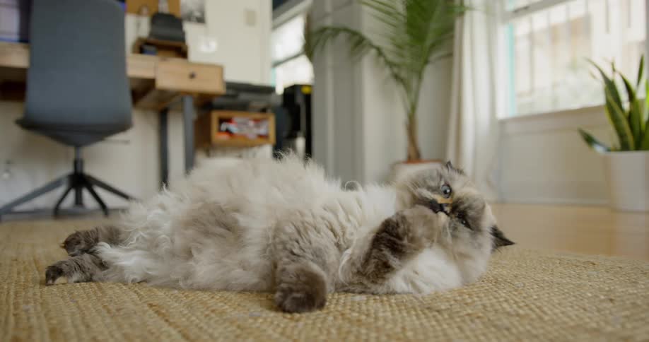 A cat licks its paw