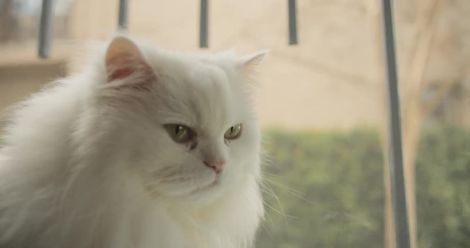 A cat sits in a window