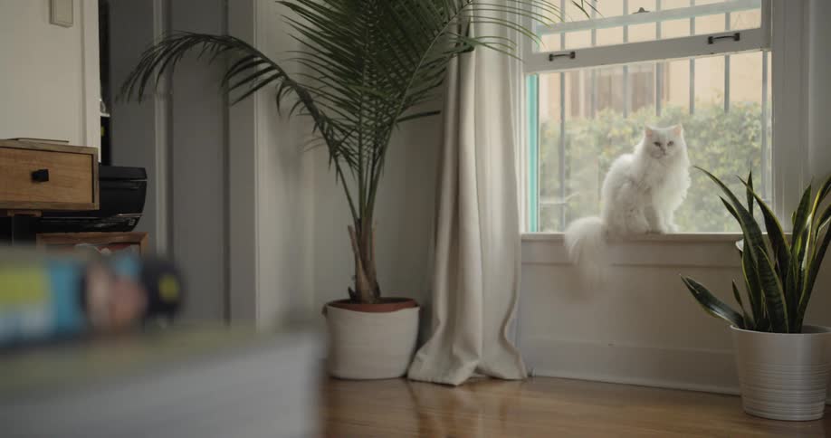 A cat sits on a window ledge