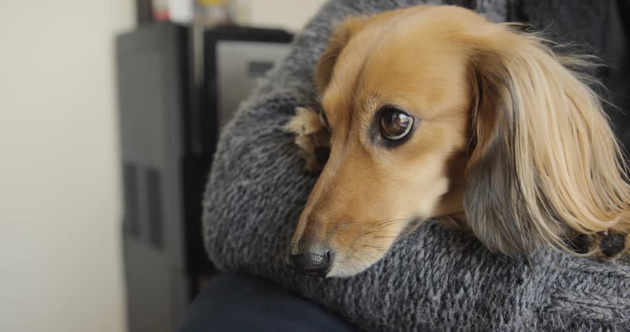 Person holds dog in the crook of their arm