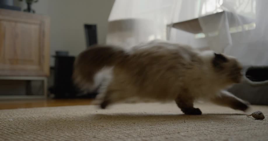 Cat lying down on the carpet jumps off abruptly