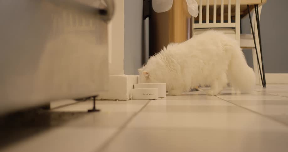 Cat eating food from bowl in kitchen