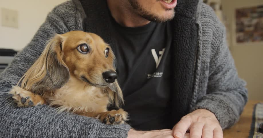 Man holds dog in the crook of his arm while watching screen
