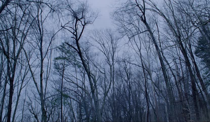 Trees stretch up towards a cloudy sky