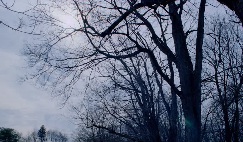Trees in a woodland on a cloudy day