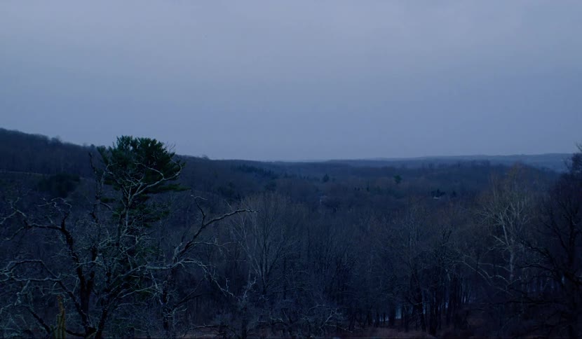 A forest with the sky in the background