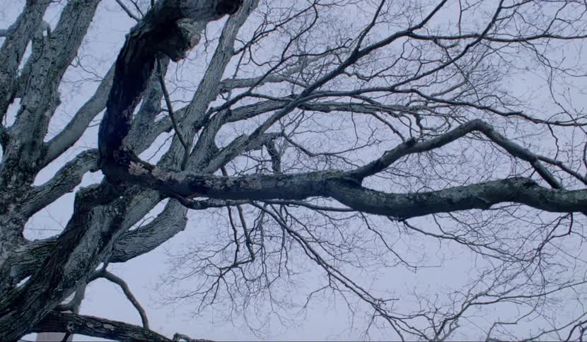 A tree without leaves with the sky above