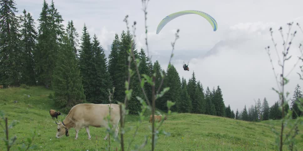 Cows grazing on a hilly pasture with people paragliding above