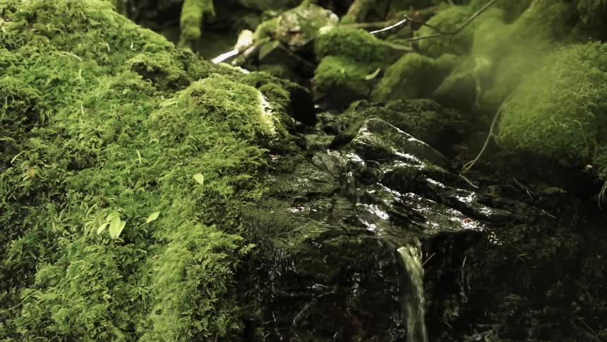 A small stream flows over a mossy landscape