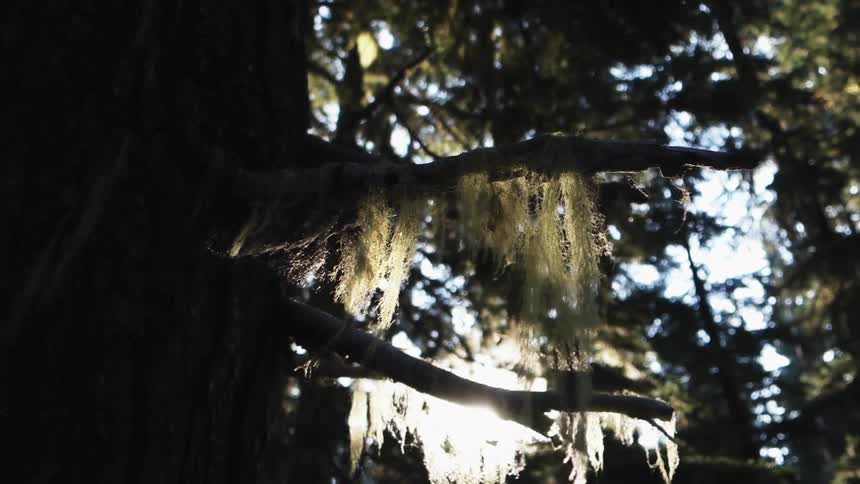 Moss hangs from the limbs of a tree