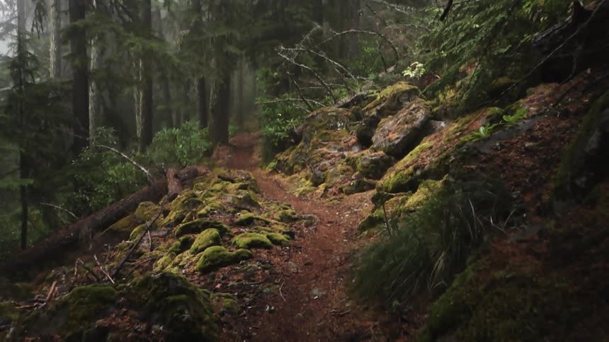 Moving forward over a dirt path in a pine forest during daylight