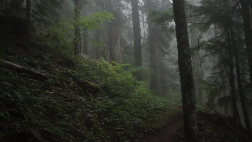 A person walks in the woods