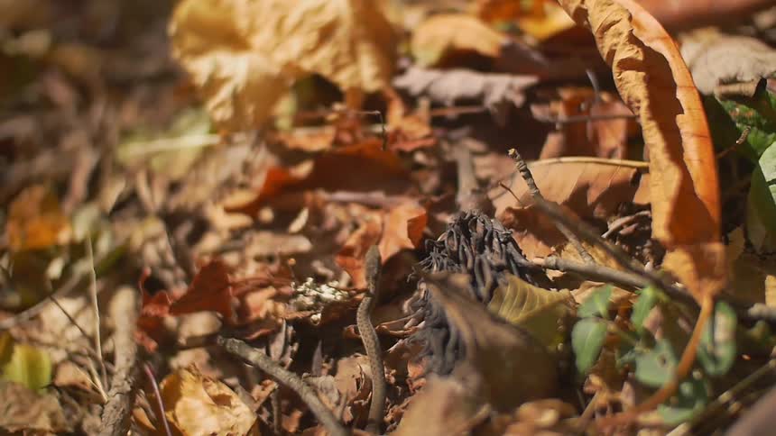 A snake moves over fallen leaves and sticks