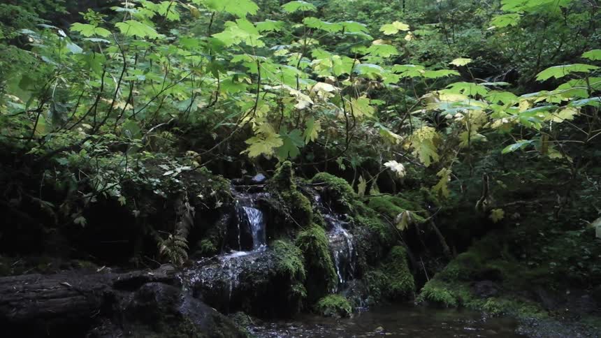 The water in a brook flows over rocks and moss
