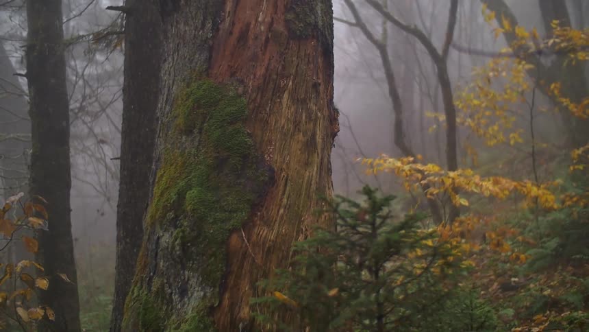 Moss grows on a tree in the woods