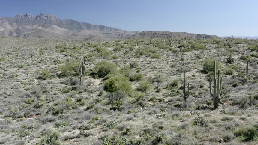 A rocky ridge on the horizon with cactus and brush in a desert on a blue sky day