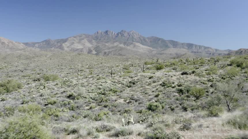 Cacti growing on a prairie with the mountains in the distance