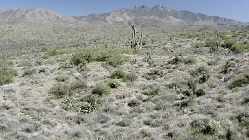 Cactus on a prairie
