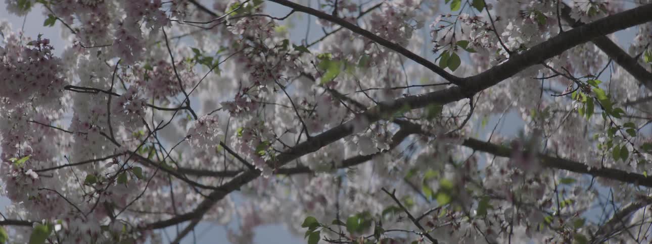 Tree branches full of pink blossoms sway in the breeze on a sunny blue sky day