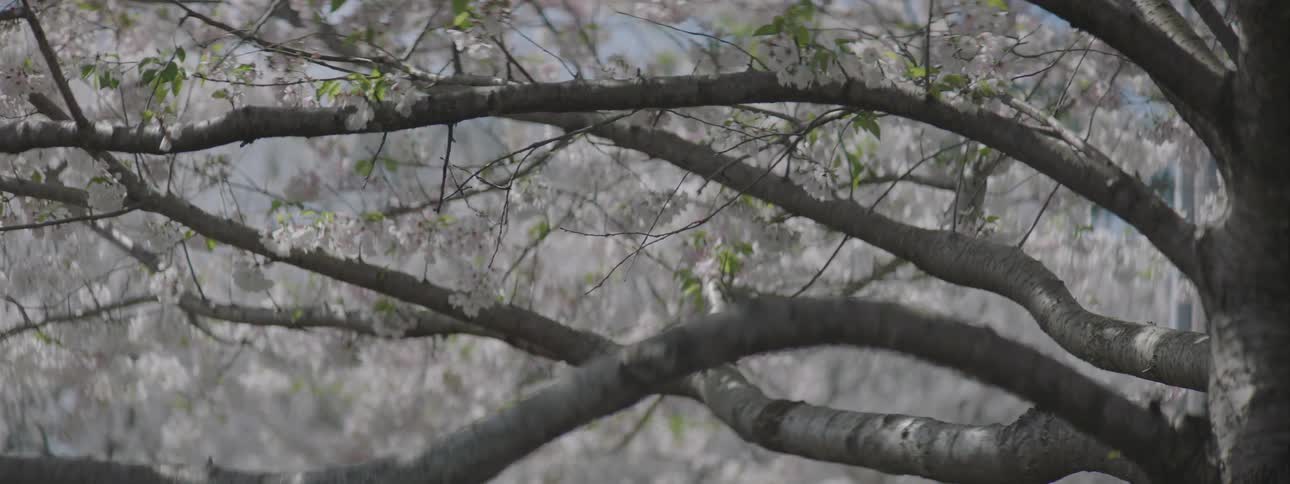 Static shot of a close up of tree branches