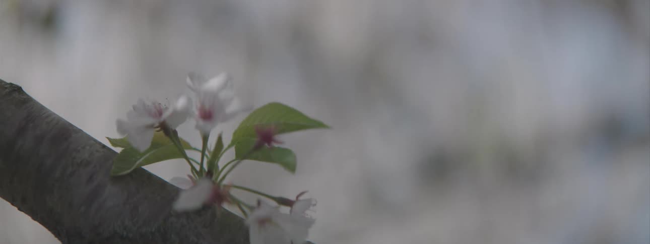 A blossom on a tree branch