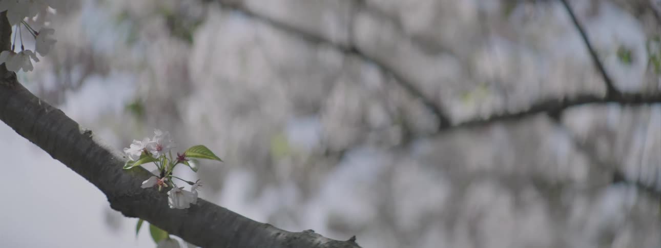 Small white flowers grow on a tall tree