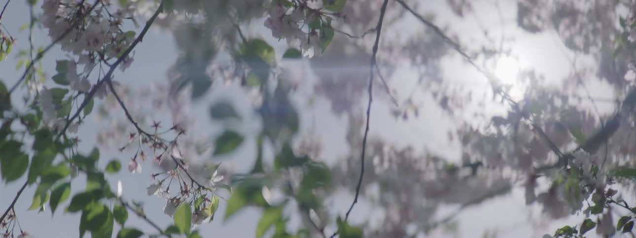 Flower blooms on a tree